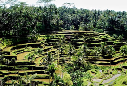 Ubud Instagram Tour
